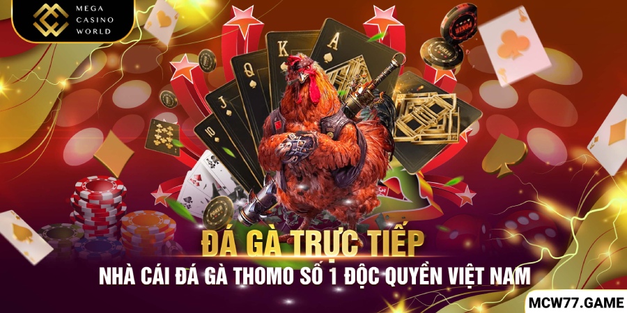 Đá gà trực tiếp Thomo uy tín Việt Nam
