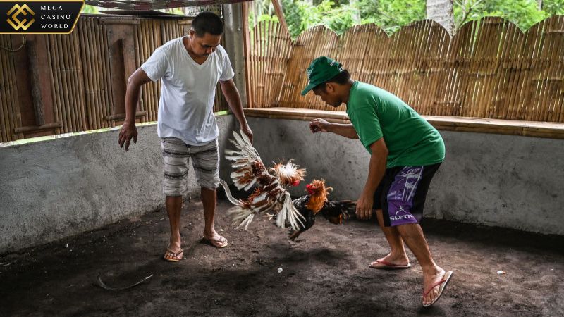 Bạn nên tiếp thu các kinh nghiệm quản lý tài chính khi chơi đá gà.